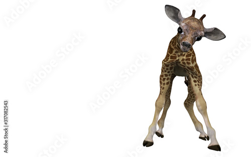 Photography Baby giraffe calf looking at you with unstable legs 3d rendering