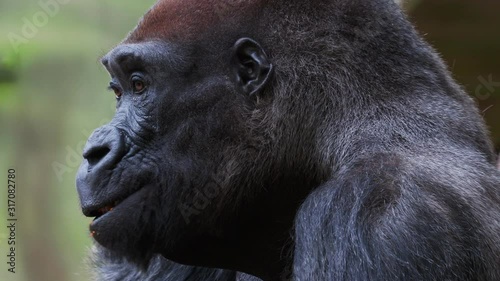 Western lowland silverback gorilla