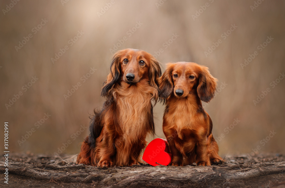 themed photo Valentine's Day two dogs in love long-haired dachshund beautiful portrait magic photo