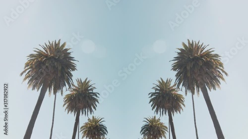 Palm Tree Background Loop. Looking up at palm trees against a clear, blue sky. Seamless loop. Location: Beverly Hills, Los Angeles, California. 