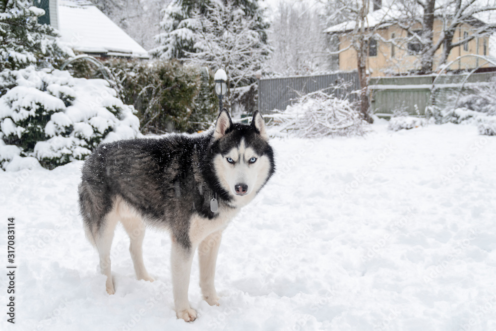 Black and white Siberian husky with blue eyes in winter yard. Husky dog looking at the camera standing on snow, winter day