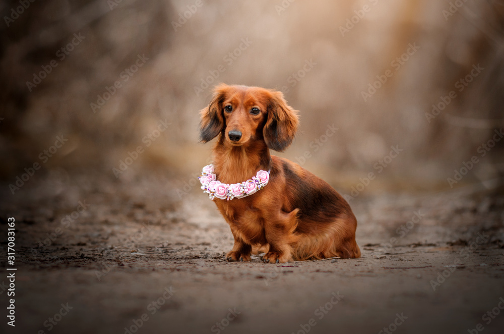 long-haired dachshund dog beautiful portrait autumn walk magic light