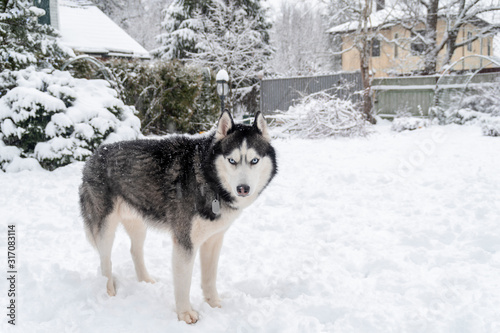 Black and white Siberian husky with blue eyes in winter yard. Husky dog looking at the camera standing on snow, winter day © Konstantin