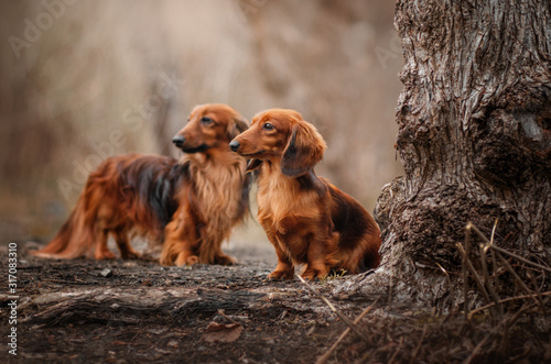 two dogs on a walk long-haired dachshund beautiful portrait magic photo