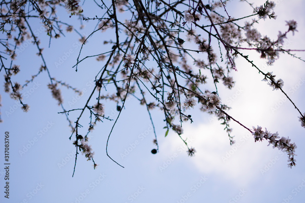 Branches of an almond tree with its beautiful white flowers blooming in spring, and the blue sky with the sunlight. Branches of an almond tree with its beautiful white flowers blooming in spring, and the blue sky with the sunlight.