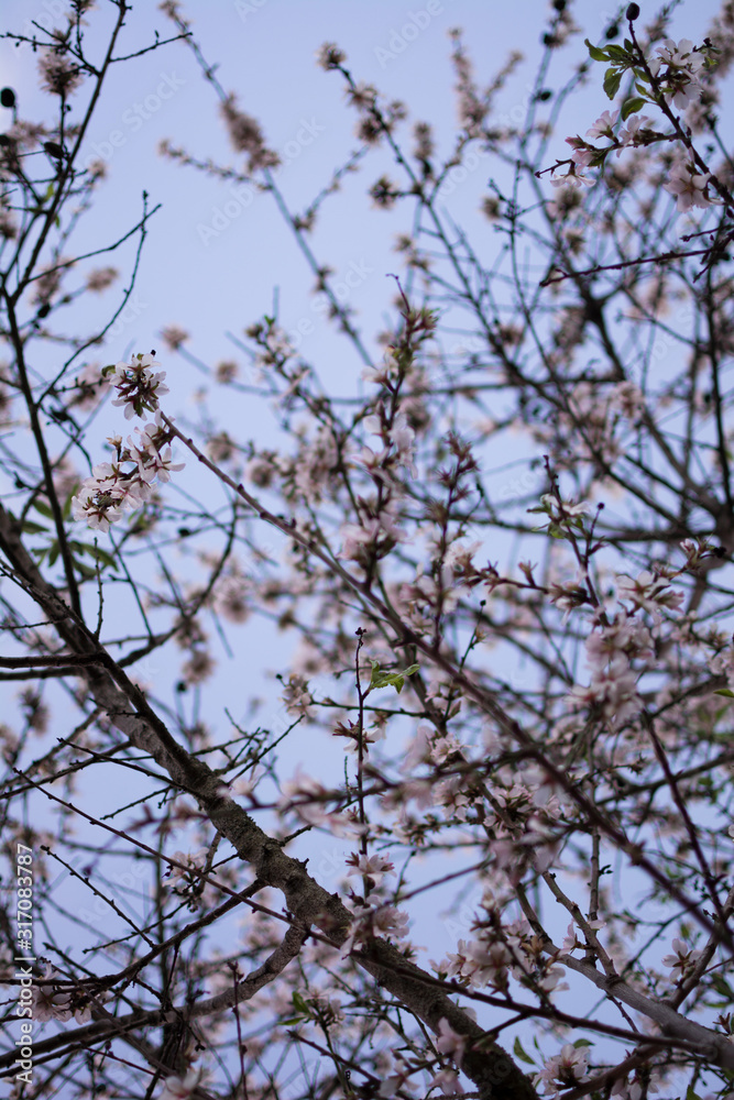 Branches with white flowers of an almond tree blooming in spring.