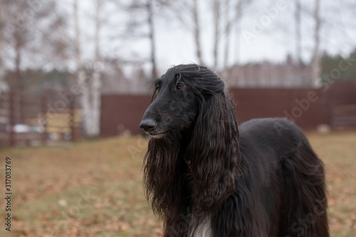 Cute afghan hound is standing in the autumn park. Eastern greyhound or persian greyhound. Pet animals.