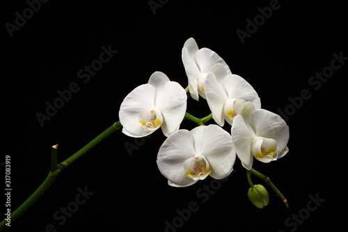 Fototapeta Naklejka Na Ścianę i Meble -  White orchid phalaenopsis flower, isolated on a black background