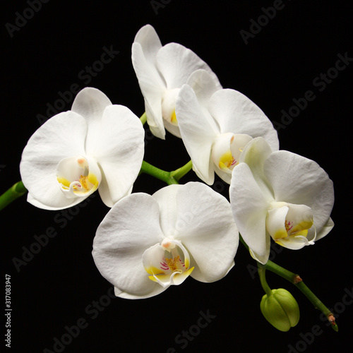 White orchid phalaenopsis flower, isolated on a black background