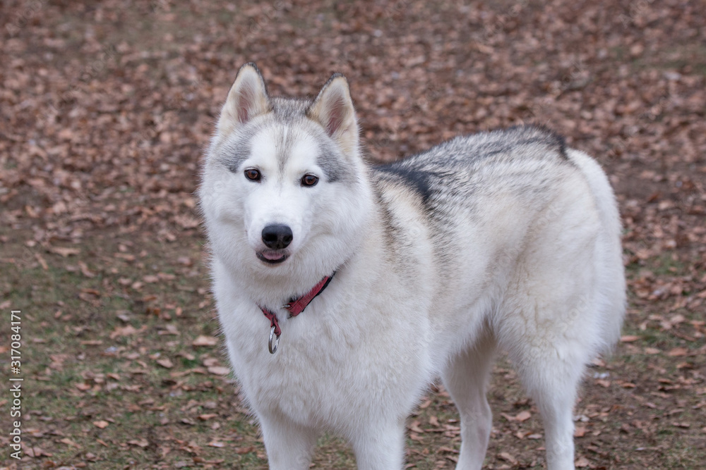 Cute siberian husky is looking at the camera. Pet animals. Cute siberian husky is looking at the camera. Pet animals.