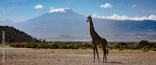 giraffe in africa