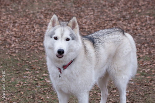 Cute siberian husky is looking at the camera. Pet animals.