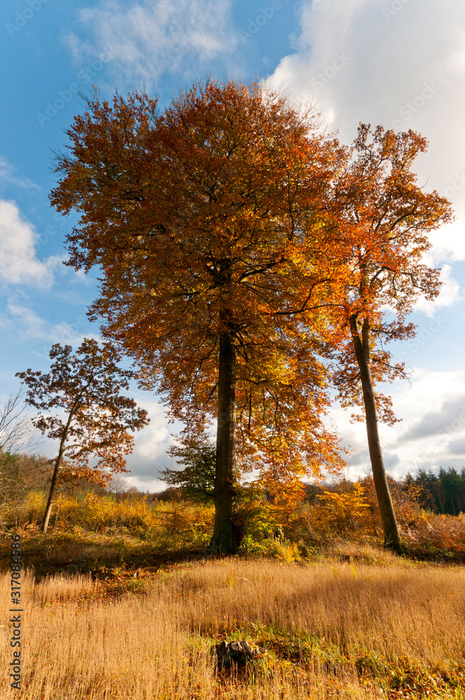 La forêt de Crécy aux couleurs de l'automne