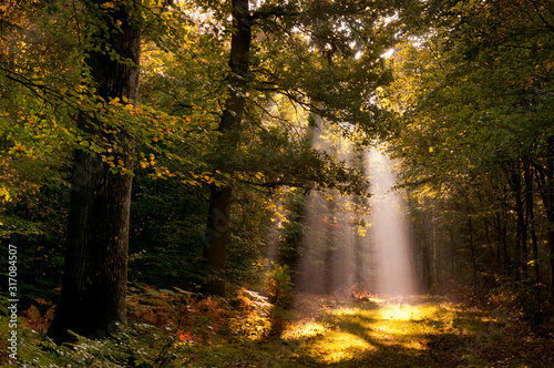 Rayon de soleil entre les branches d'un hêtre en Forêt de Crécy