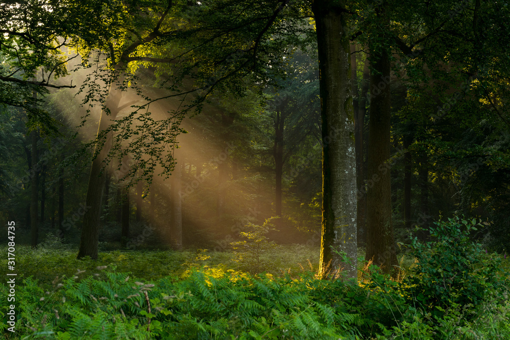 Rayon de soleil à travers les ramures des arbres en forêt de Crécy
