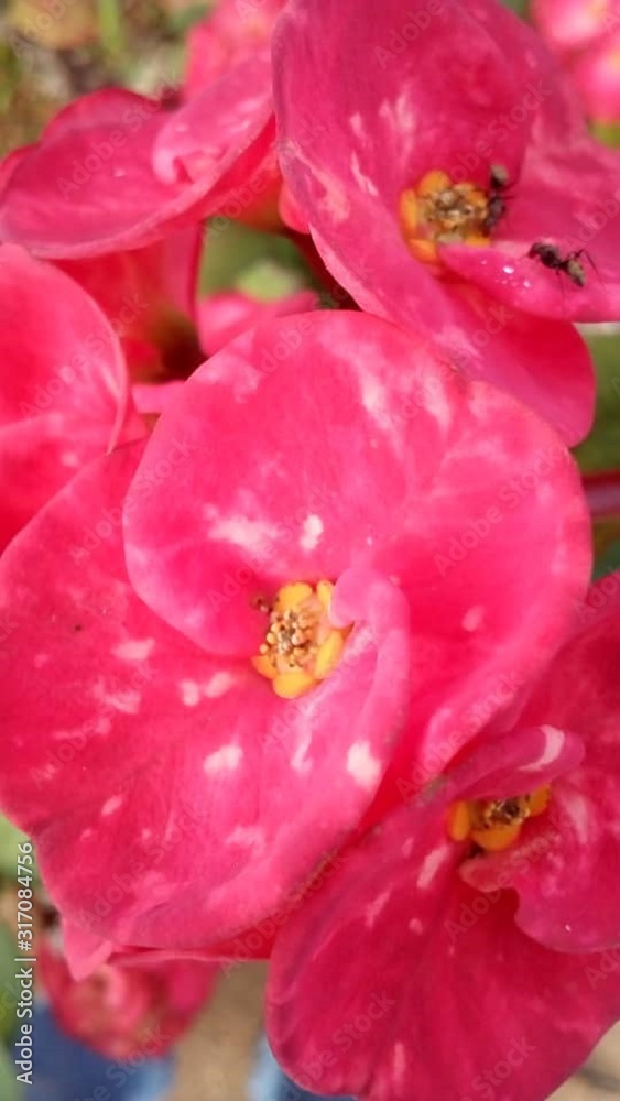 Fototapeta premium pink flowers