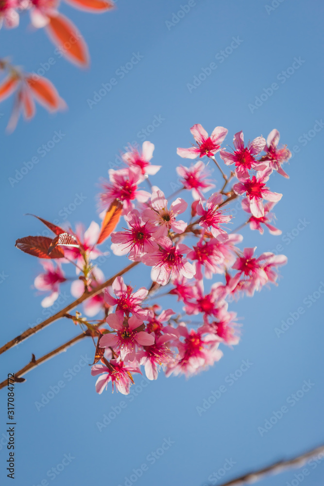 Cherry blossoms in Chiang Mai, north of Thailand. Cherry blossoms in Chiang Mai, north of Thailand.