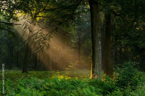 Rayon de soleil à travers les ramures des arbres en forêt de Crécy photo