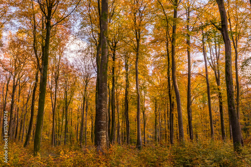 La forêt de Crécy aux couleurs de l'automne © Alonbou