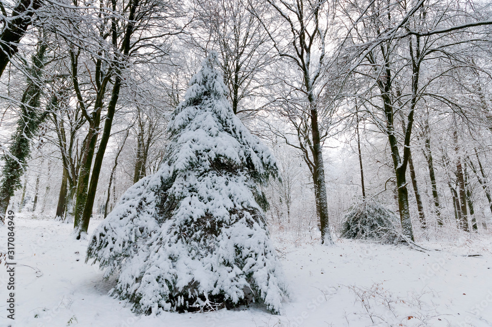 Fototapeta premium Neige sur la Forêt de Crécy