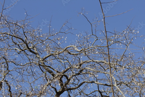 tree in the sky