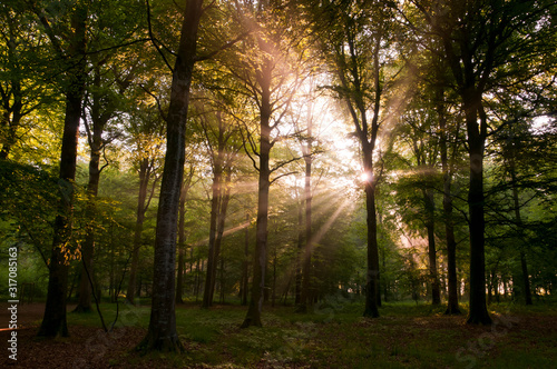 Rayons de soleil dans la brume matinale en forêt de Crécy