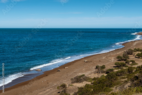 A colony of Southern Elephant Seals at the Peninsula Valdes in Argentina, South America.