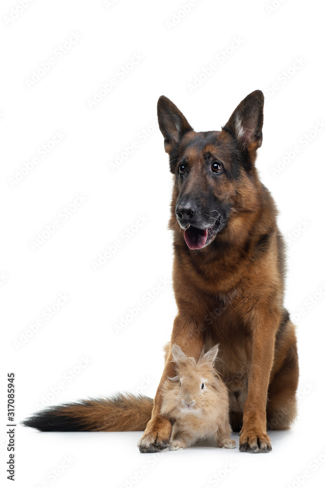 dog with a rabbit on a white background. two animals together. Pet friendship