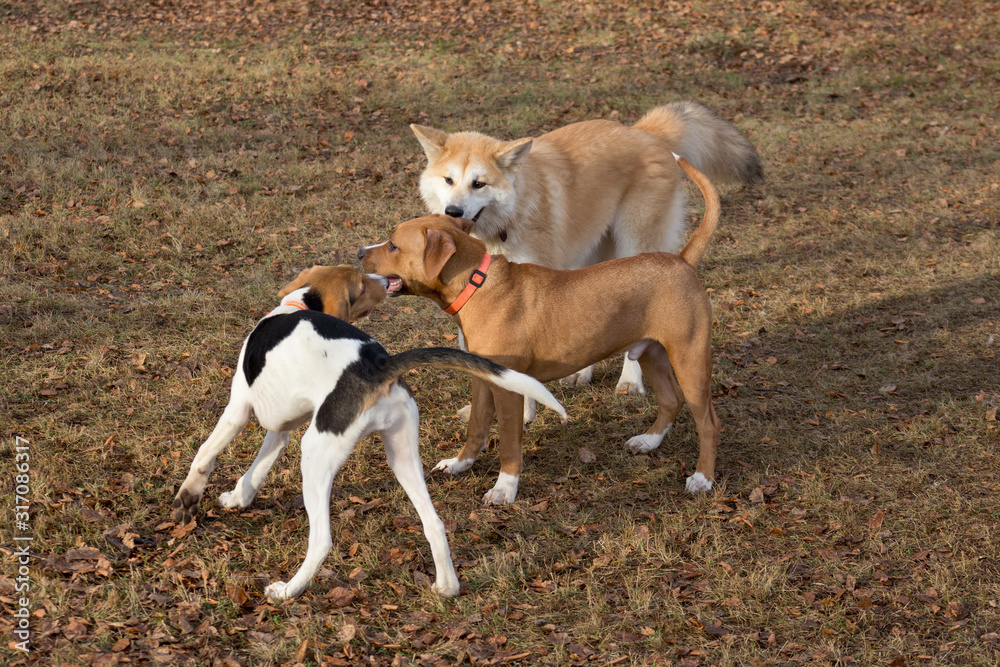 Amstaff puppy, akita inu puppy and estonian hound puppy are playing in the autumn park. Pet animals.