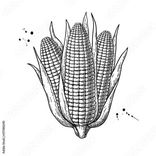 Corn bunch hand drawn vector illustration. Isolated maize sketch. Vegetable engraved style object.
