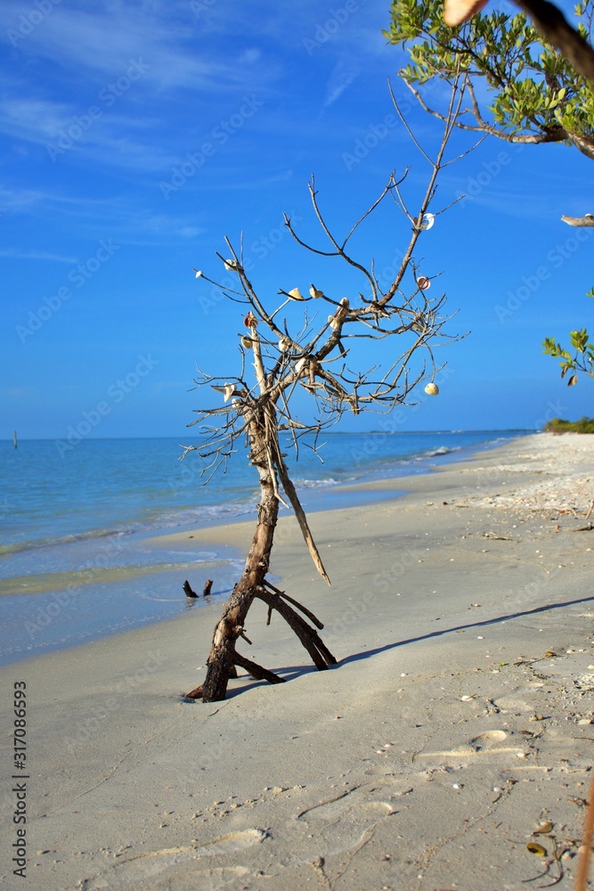 beach treet