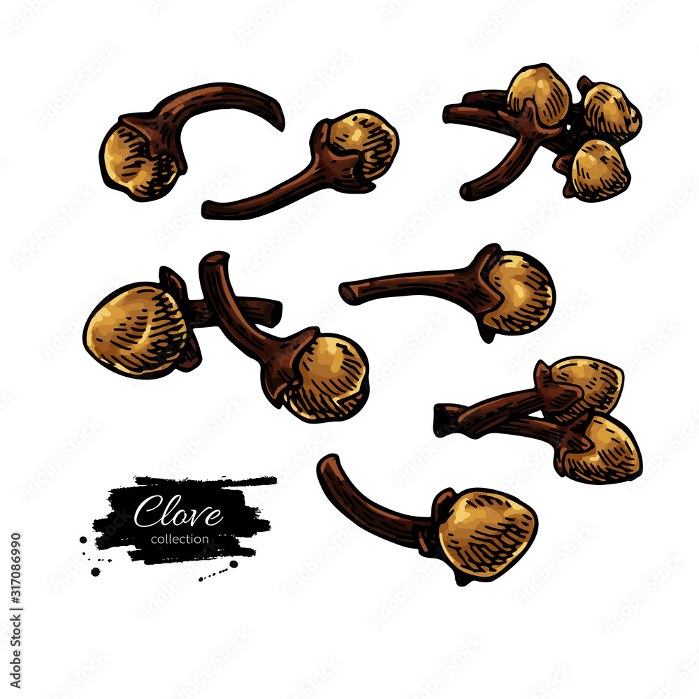 Clove vector drawing. Hand drawn sketch. Seasonal food illustration