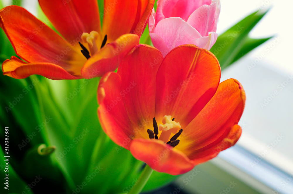 beautiful red orange tulip closeup. spring floral background. A bud of an orange flower beautiful red orange tulip closeup. spring floral background. A bud of an orange flower