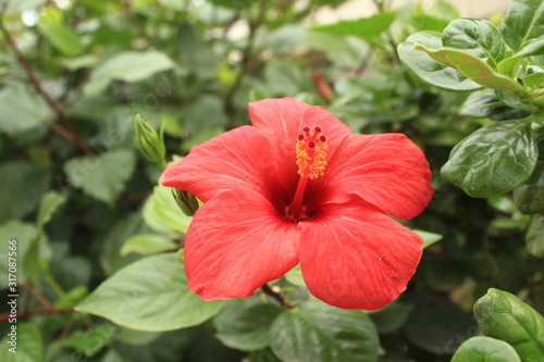 a red hibiscus flower infront of a grenn background, close up
