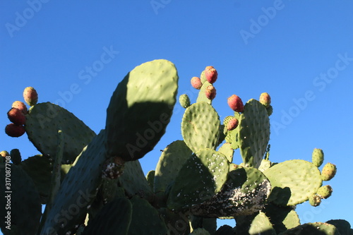 cactus with fruits infront of the blue sky