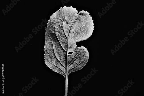 leaf texture black and white / design black leaf skeleton, macro nature texture, wallpaper black and white