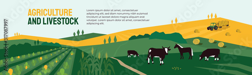 Background for agriculture or livestock company. Vector illustration of farm land, cows and horse in pasture, tractor on hayfield. Corn field, farming in countryside. Template for banner, print, flyer