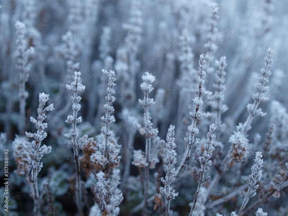 Pflanzen, Frost, Winter, frozen plants