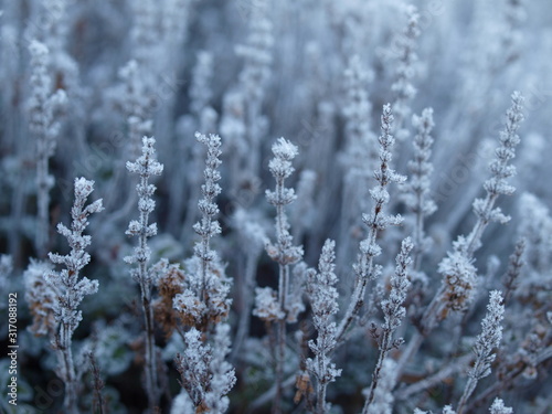 Pflanzen, Frost, Winter, frozen plants © TITUSGRAPHY.EU
