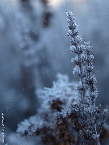 Pflanze, Winter, Raureif, frost, frozen plant