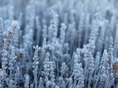 Winter, Eisblumen, Frost, plants, frozen
