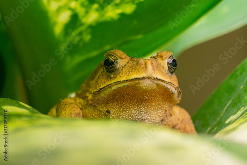 Front view of angry Asian black-spined, black-spectacled, common Sunda and Javanese toad (Chordata, Amphibia, Anura, Bufonidae, Duttaphrynus melanostictus) reveal the lower part and under mouth photo