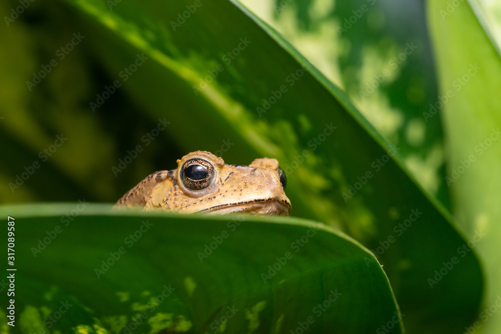 Obraz premium Asian black-spined, black-spectacled, common Sunda and Javanese toad (Chordata, Amphibia, Anura, Bufonidae, Duttaphrynus melanostictus) resting and hiding on the leaf, reveal the head part at night