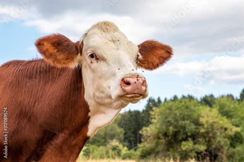 Head of a Montbeliarde cow with white face, red ears and pink nose on green grass and under blue sky. © Clara