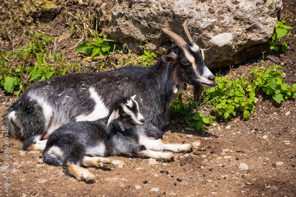mother goat and its kid resting on a stone mother goat and its kid resting on a stone