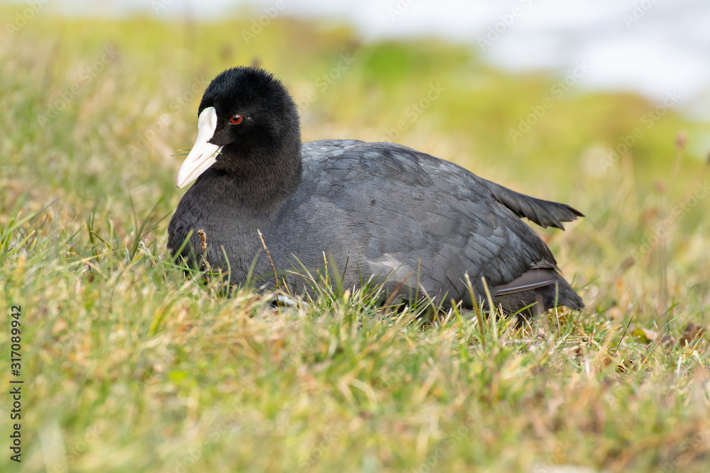 Eurasian coot (Fulica atra) feeding on grass Eurasian coot (Fulica atra) feeding on grass