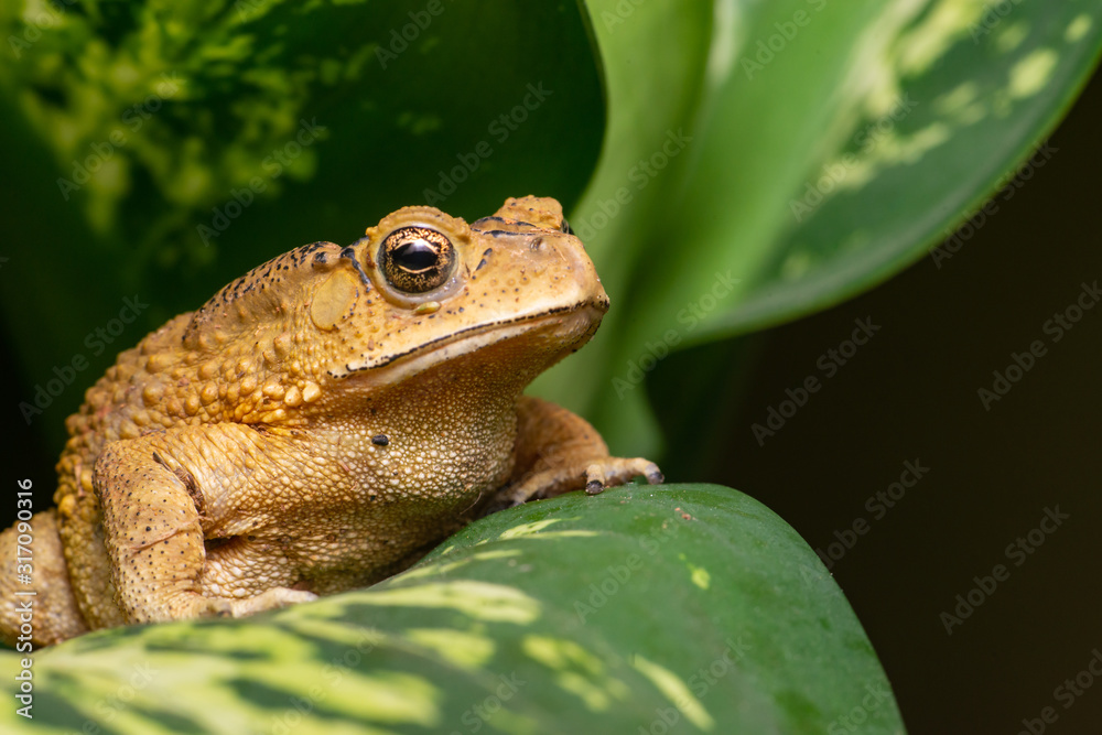 Obraz premium Asian common, Asian black-spined, black-spectacled, common Sunda and Javanese toad (Chordata, Amphibia, Anura, Bufonidae, Duttaphrynus melanostictus) resting on the leaf while facing the right side