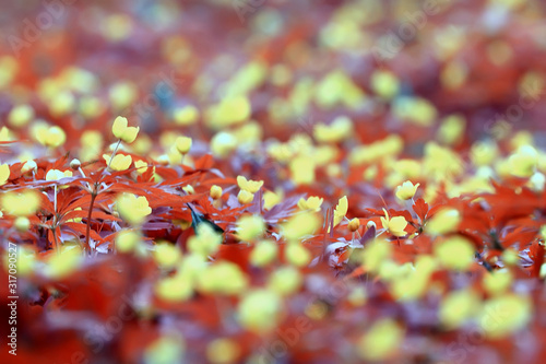 buttercups flowers background   abstract background seasonal  spring  summer  nature flower  yellow wild flowers