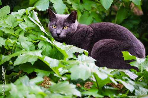 Curious Cat