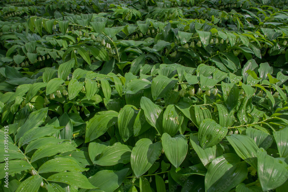 Blooming white flowers overgrown plant Polygonatum or king Solomon's-seal spreading out like a green carpet their horizontal stems with amygdaloid leaves shining in the sun on a summer day Blooming white flowers overgrown plant Polygonatum or king Solomon's-seal spreading out like a green carpet their horizontal stems with amygdaloid leaves shining in the sun on a summer day
